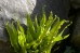 Języcznik zwyczajny  'Undulata' (Phyllitis scolopendrium)